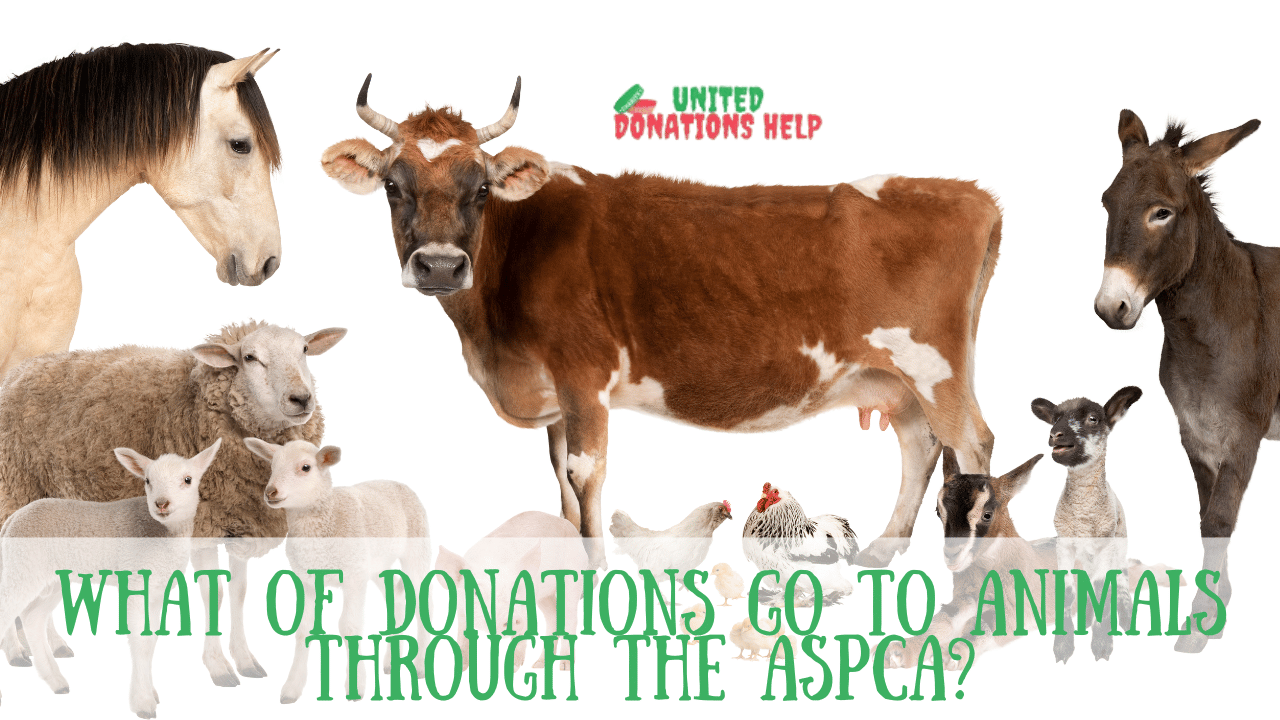 What of Donations Go to Animals Through The ASPCA?