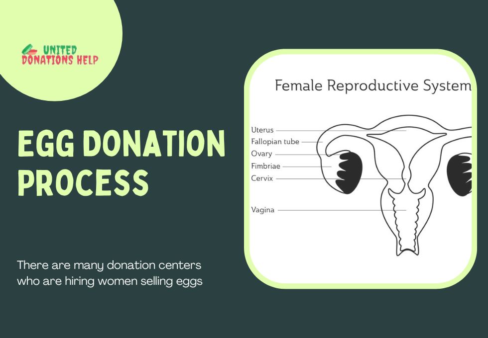Egg Donation Process By United Donations Help (1080 × 680px) (1)